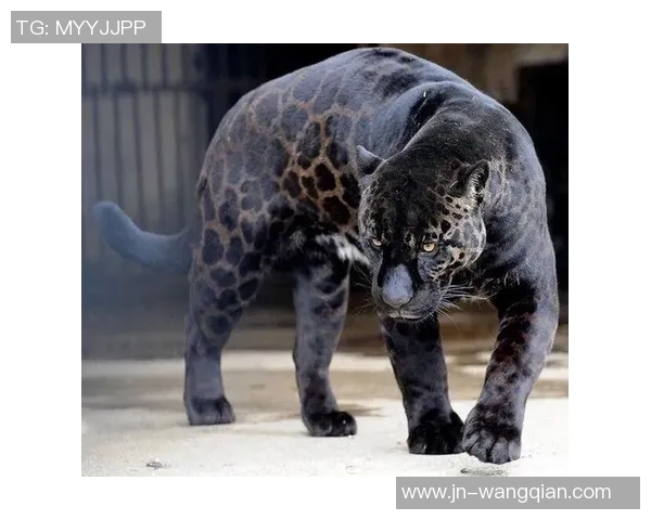 山狮与美洲豹的力量较量谁才是丛林之王的真正代表 山狮与美洲豹的力量较量谁才是丛林之王的真正代表